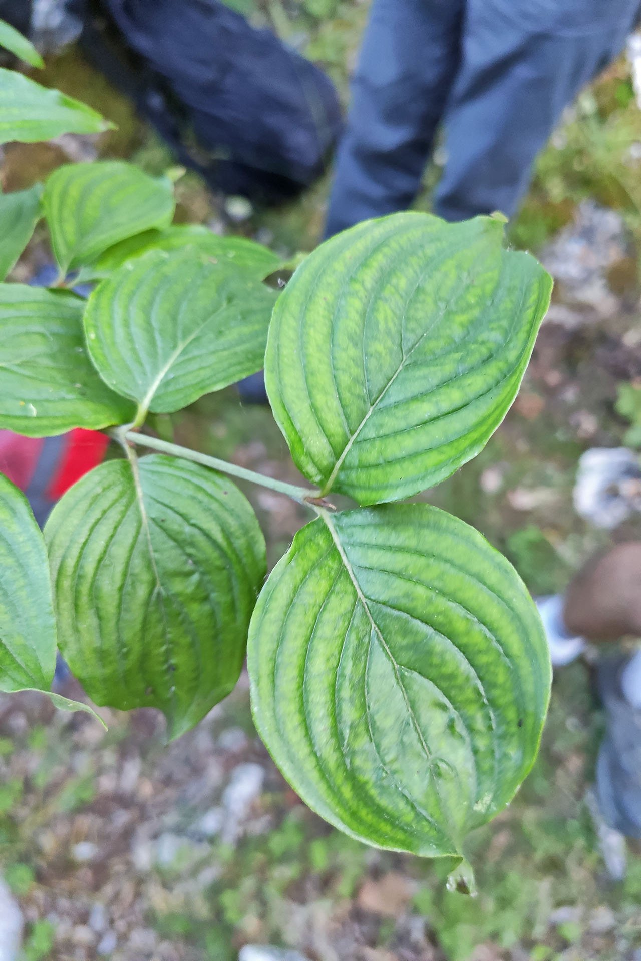 Conca Casale 2024 corniolo