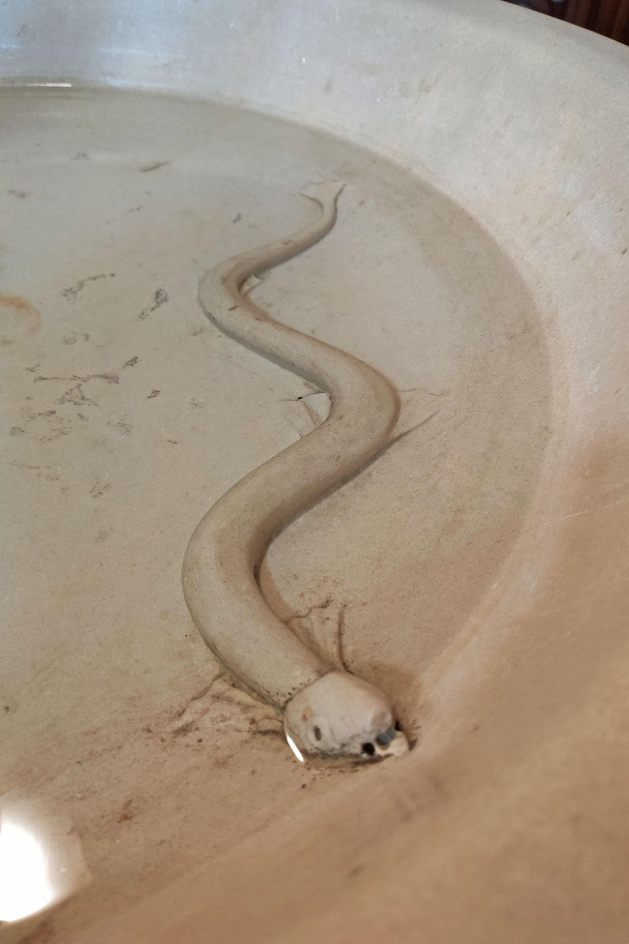carovilli acquasantiera serpente