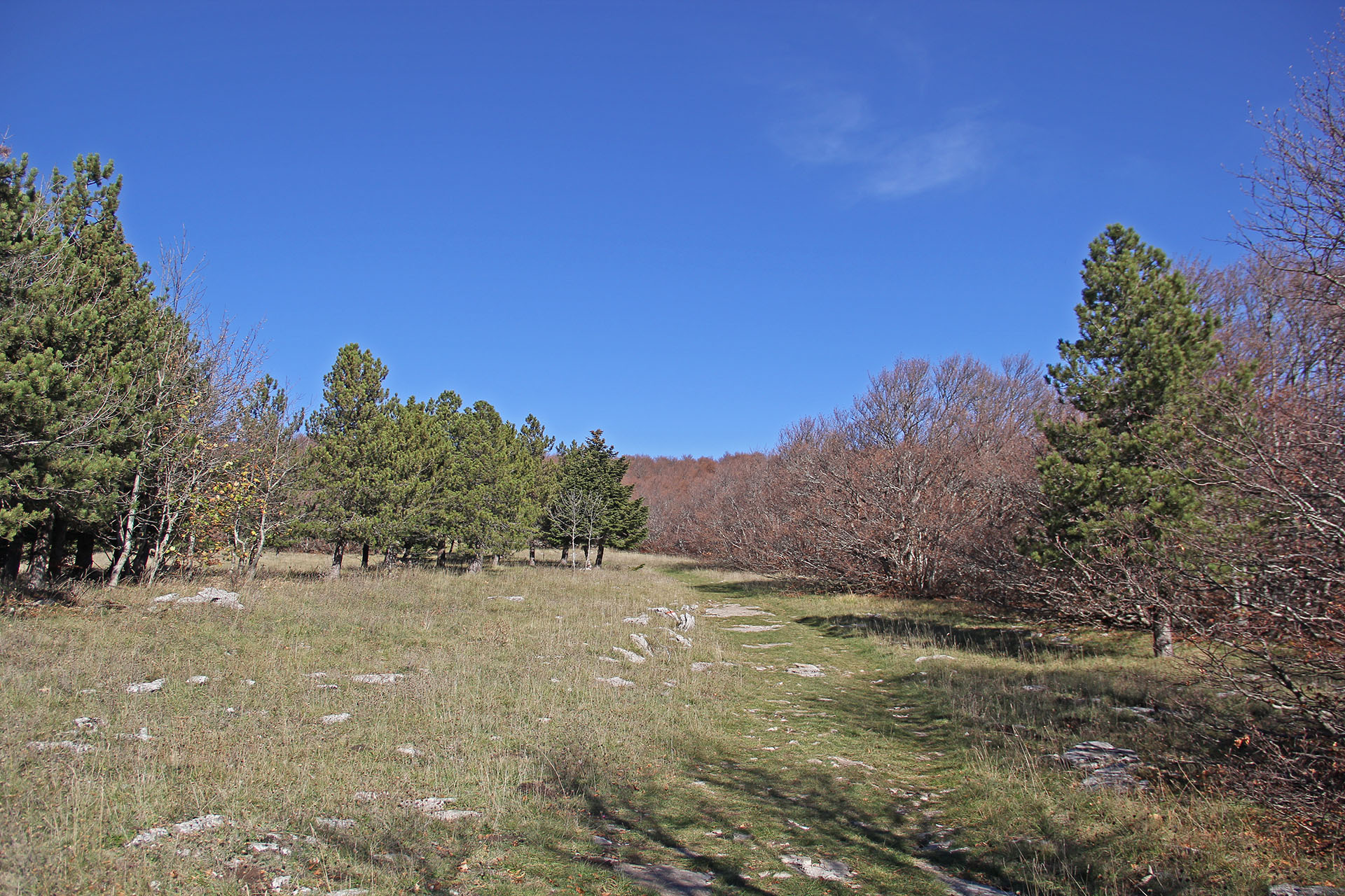 trekking monte campo capracotta (3)