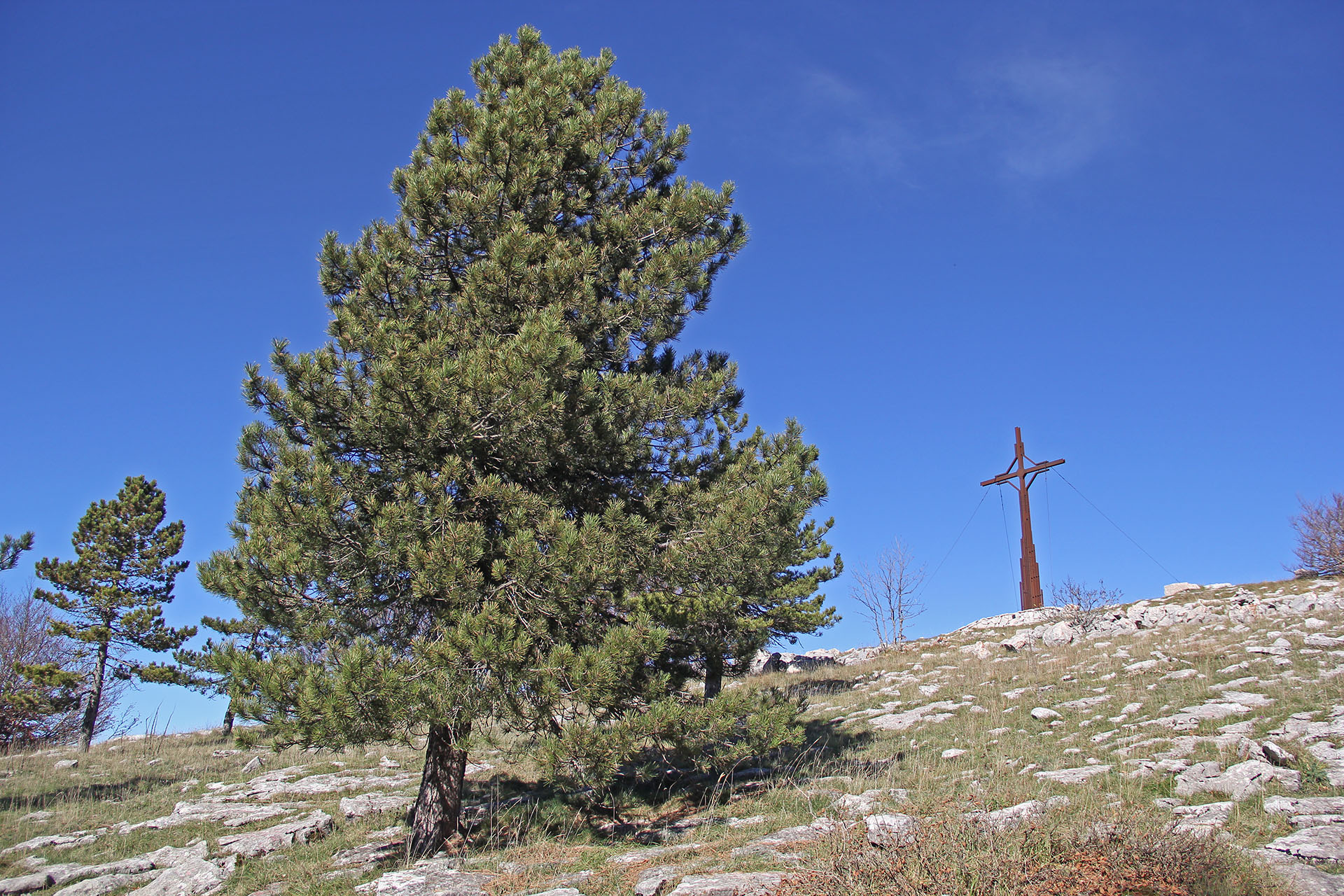 trekking monte campo capracotta (4)