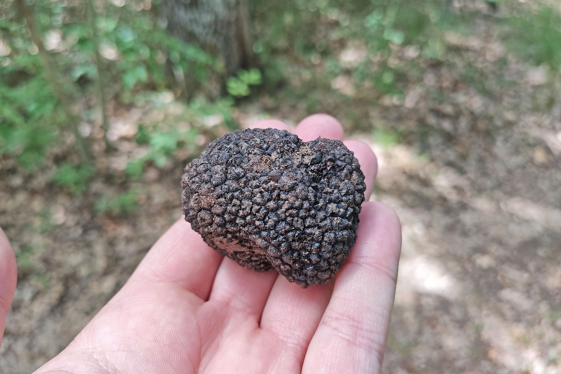 truffle hunting molise (14)