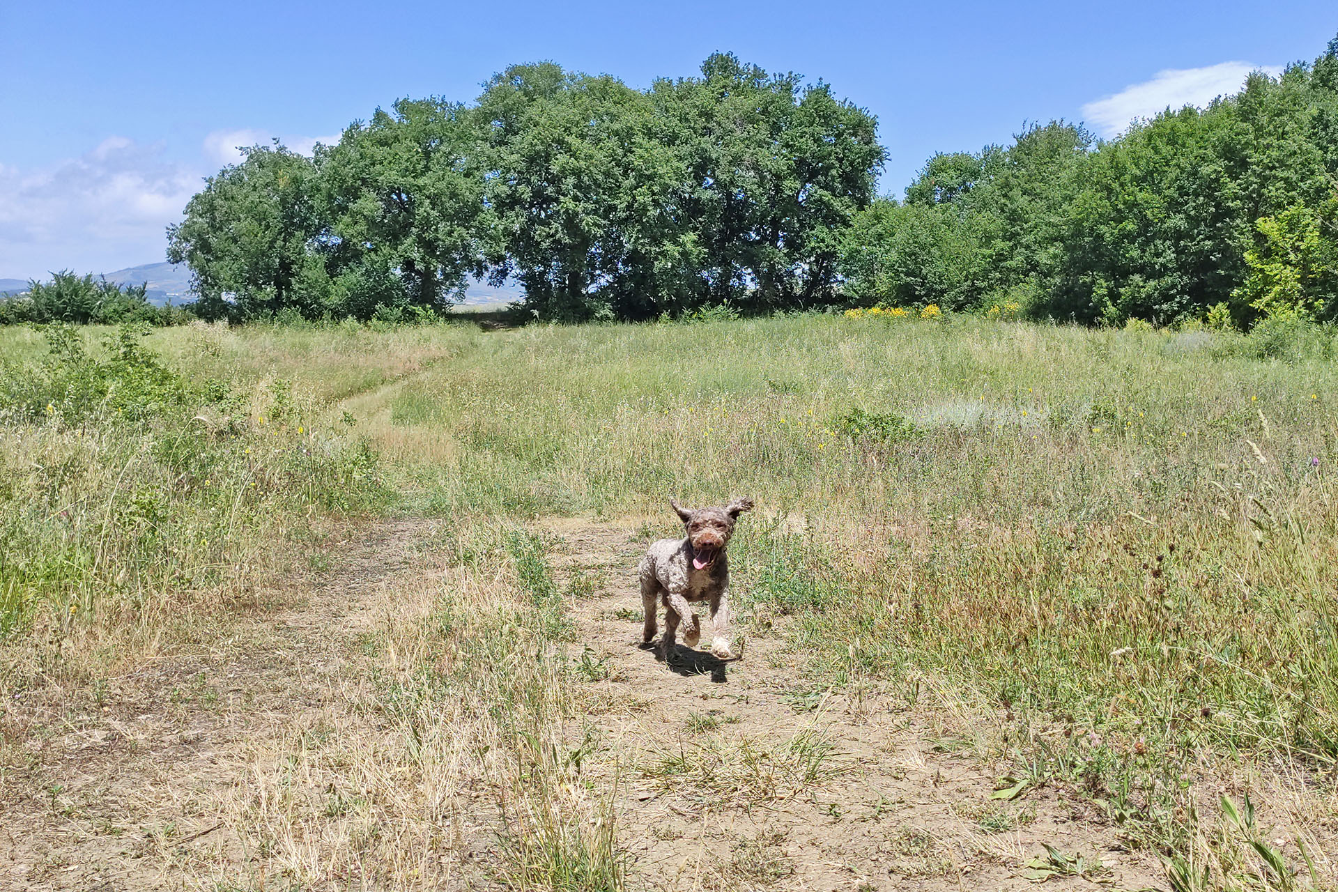 truffle hunting molise (15)