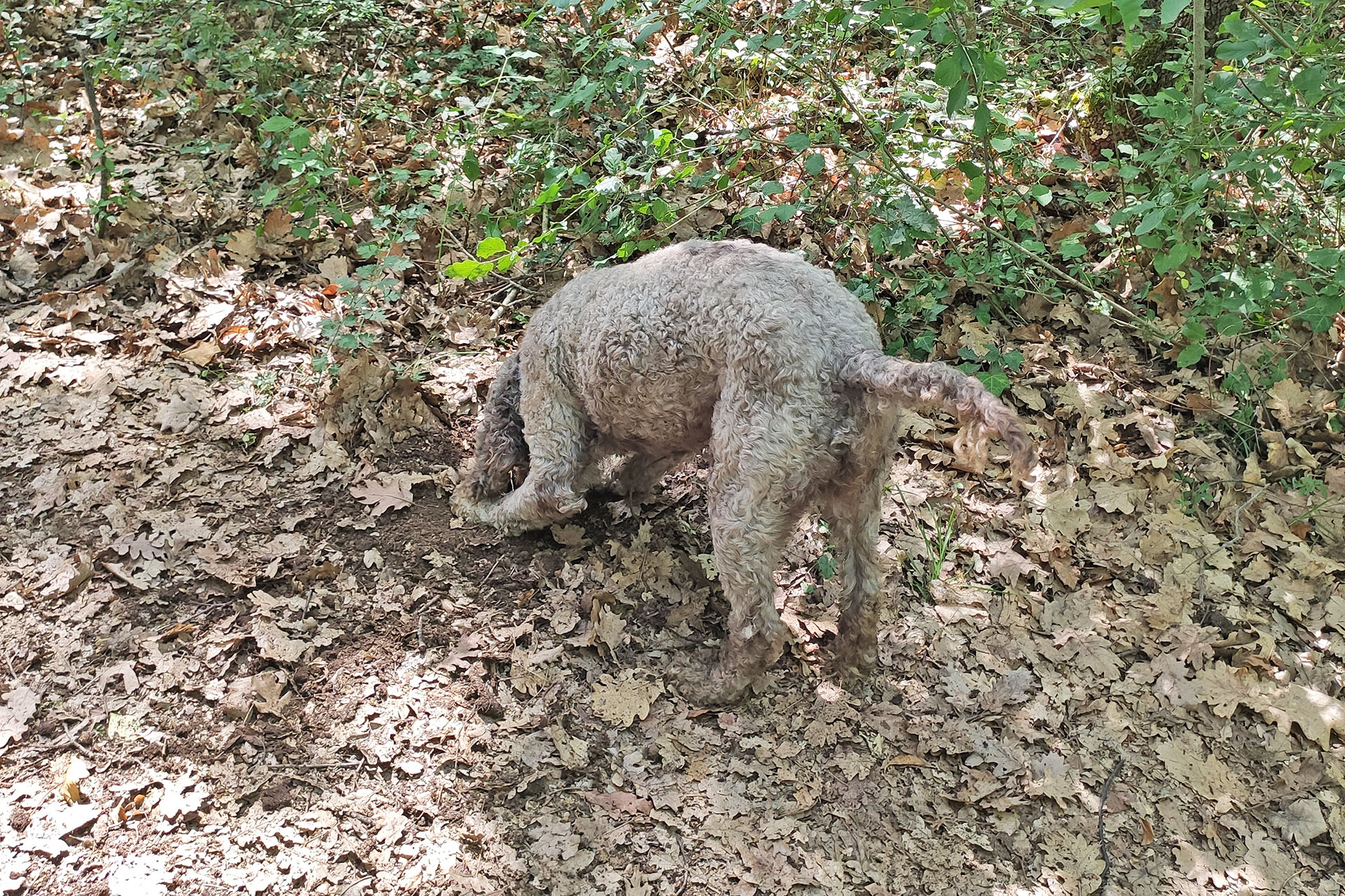 truffle hunting molise (16)