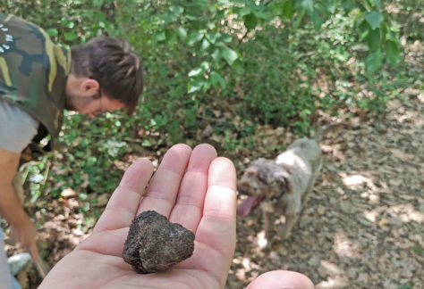 Truffle hunting in Molise, the land of truffles